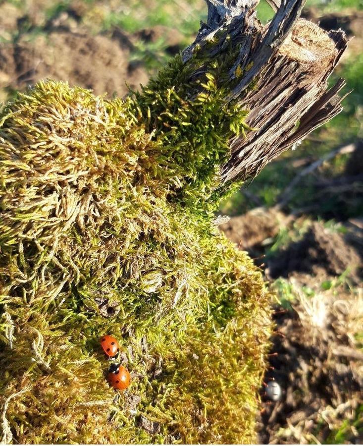 Floressens En Champagne Terrasse Privative Sur Le Vignoble Villa Fleury-la-Riviere Dış mekan fotoğraf