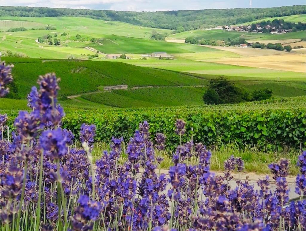 Floressens En Champagne Terrasse Privative Sur Le Vignoble Villa Fleury-la-Riviere Dış mekan fotoğraf
