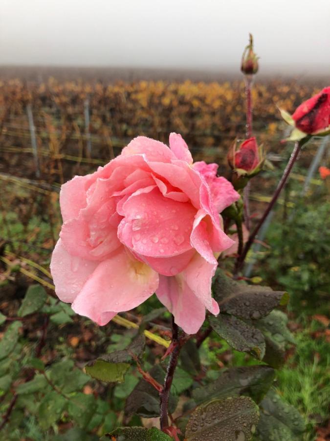 Floressens En Champagne Terrasse Privative Sur Le Vignoble Villa Fleury-la-Riviere Dış mekan fotoğraf